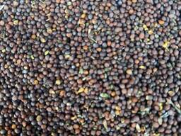 Семя горчицы