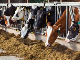 Сенаж люцерны и TMR корм