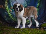 Сенбернар/Щенки/Питомник - фото 2
