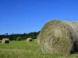 Сено житняк