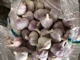 Чеснок, Сетка 10кг, Диаметр 5-5.5 мм от 21т