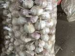 Чеснок, Сетка 10кг, Диаметр 5-5.5 мм от 21т - photo 3