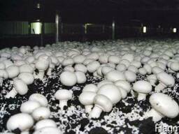 Шампиньоны