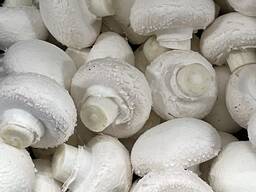 Шампиньоны