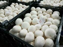 Шампиньоны свежие производства Республики Беларусь