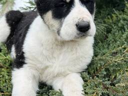 Щенки алабая в продаже