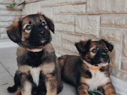 Щенки метисы от кинолога