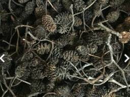 Шишки ольхи