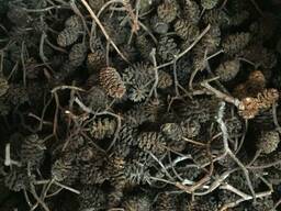 Шишки ольховые, ольха соплодия, ольха, шишки ольхи