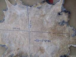 Шкурки каракуля