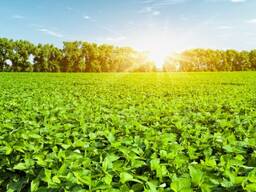 Шрот соевый