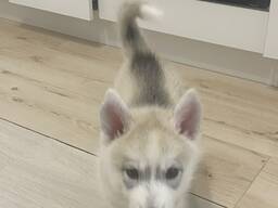 Сибирская хаски два месяца (девочка)