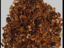 Скорлупа кедрового ореха