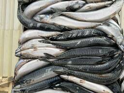 Скумбрия Атлантическая мороженная 400 неразделанная