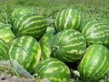 Өзбекстанның тәтті қарбызы, 2025. Егін 2025 - photo 2