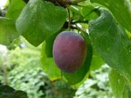 Слива "Чернослив" в горшке плодовые саженцы