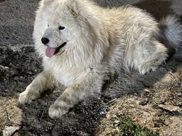 Собака самоед