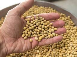 Соевый шрот