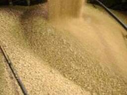 Соевый шрот