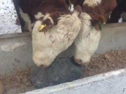 Соль лизунец Каратуз для животных