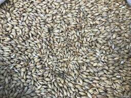 Солод пивоваренный ячменный светлый( белсолод) есть в Казахс