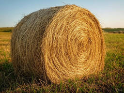 Солому льна куплю