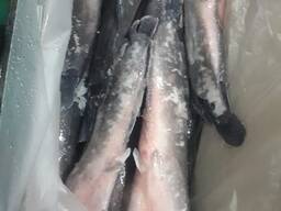 Африканский сом ( Клариус) оптом