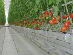 Современная турецкая теплица под ключ. Есть 4 варианта теплицы.