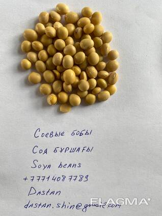 Соя, соевые бобы, семена сои, soy bean урожай 2024