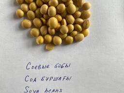 Соя, соевые бобы, семена сои, soy bean урожай 2024