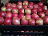 Sprzedamy Jabłka i Gruszki z Polski - фото 1