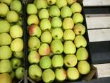 Sprzedamy Jabłka i Gruszki z Polski - фото 3