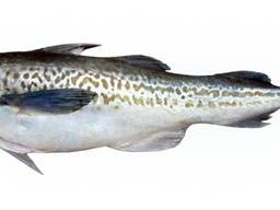 Свежемороженая рыба Тихий океан