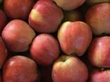 Яблоки 2019 Шымкент Голден - фото 2