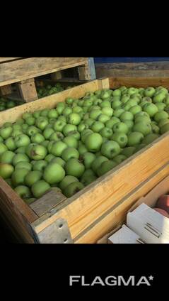 Яблоки 2019 Шымкент Голден