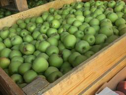 Яблоки 2019 Шымкент Голден