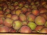 Яблоки 2019 Шымкент Голден - фото 1