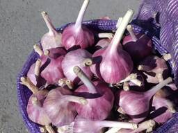 Свежий чеснок