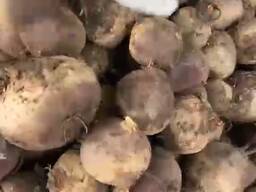 СВЁКЛА. С КАЗАХСТАНА.