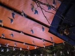 Тенты для террас, кафе под ключ: Алматы, Конаев. Гарантия