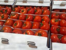 Томат 2019г. whatsapp