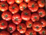 Томат - фото 3