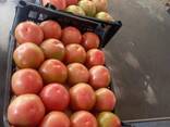 Томат - фото 3