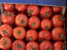 Томат на ветке