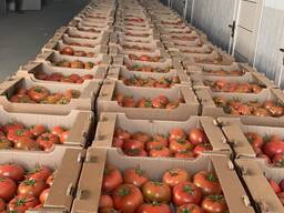 Томат, помидоры тепличные