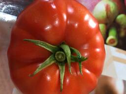 Томаты