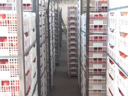 Томаты ( помидоры)