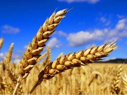 «Алмас АгроПром» ЖШС