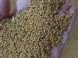 Продам пшеницу ячмень маслиничные культуры