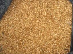 ТОО продаст просо желтое на экспорт.